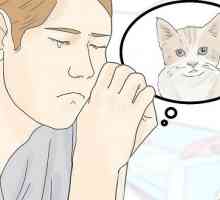 Hoe om die dood van jou kat te konfronteer