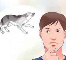 Hoe om `n vreeslike of skaam hond te benader