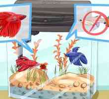 Hoe om tropiese visse by `n akwarium by te voeg