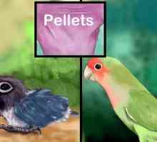 Hoe om die parakeet te voed