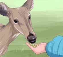 Hoe om hert te voed