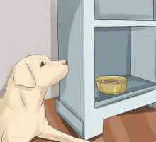 Hoe om eetlus by honde te verhoog