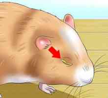 Hoe om `n hamster te help met oë vasgeplak