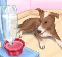 Hoe om `n hond te help bly koel in warm weer