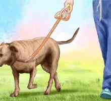 Hoe om `n aggressiewe hond te kalmeer