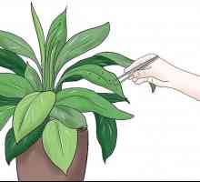 Hoe om insekte van binnenshuise plante te beheer