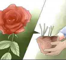 Hoe om swart kolle op rose te beheer