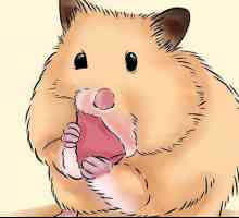 Hoe om jou ouers te oortuig om jou `n hamster te koop