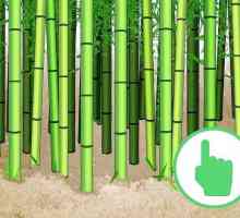 Hoe om bamboes te sny