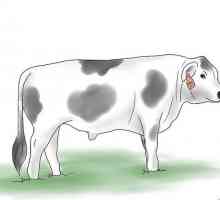 Hoe om koeie in te samel en natuurlik te bestuur