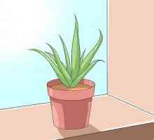 Hoe om te sorg vir jou Aloe vera (aalwyn) plant