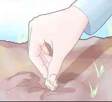 Hoe om knoffel op grond of in `n houer te groei