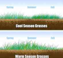 Hoe om gras te groei
