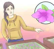Hoe om petunia te groei