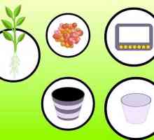 Hoe om tuisgemaakte plante in water te laat groei (hidroponika)