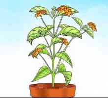 Hoe om lantana plante te groei