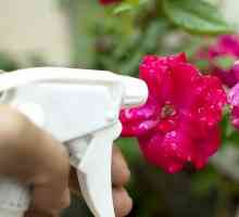 Hoe om gesonde rose te groei deur die vorm van stof te beheer