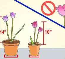 Hoe om tulpe in potte te groei