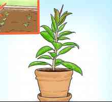 Hoe om `n rubberboom te laat groei