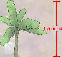Hoe om piesangbome in houers te groei