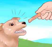 Hoe maak jou hond ophou om kattekos te eet
