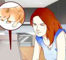 Hoe om katte te vrees