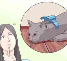Hoe om jou kat te deaktiveer