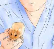 Hoe om van myte in jou hamster se hok ontslae te raak