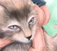 Hoe om katarakte in katte te diagnoseer