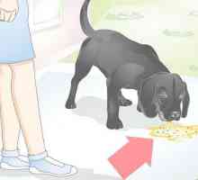 Hoe om die geel en skuimende braking van `n hond te diagnoseer