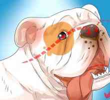Hoe om respiratoriese probleme in `n bulldog te diagnoseer