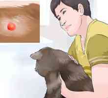 Hoe om bloedblase in katte te diagnoseer en te behandel