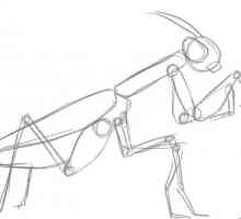 Hoe om `n biddende mantis te teken
