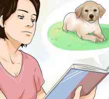 Hoe om `n Labrador Retriever Puppy te kies