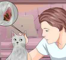 Hoe om myte in die ore van katte uit te skakel