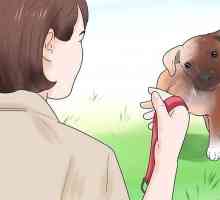 Hoe om jou hondjie te leer om `n leiband te dra