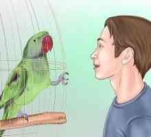 Hoe om `n papegaai op te lei