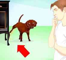 Hoe om sfinkterbeheer na `n volwasse hond te lei