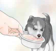 Hoe om te train en te sorg vir `n Siberiese Husky Puppy