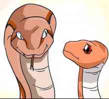Hoe om jou eerste slang as `n troeteldier te kies