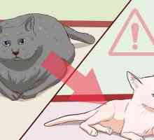 Hoe om te verhoed dat jou kat vet en lui word