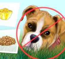 Hoe om te verhoed dat jou hond gras eet