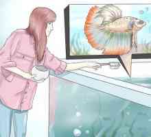 Hoe om `n skakel met jou beta vis te maak