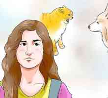 Hoe om jou hond soos jou kat te maak