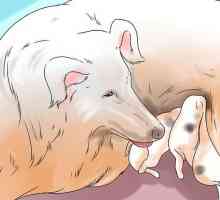 Hoe maak honde ophou om honde ontlasting te eet