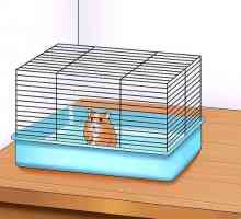 Hoe om jou hamster te vertrou
