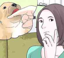 Hoe om jou hond te laat ophou om ander te byt