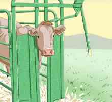 Hoe om `n c-afdeling aan `n koei of koei te maak