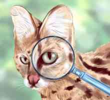 Hoe om `n savanne kat te identifiseer