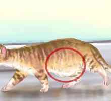 Hoe om intestinale parasiete in katte te identifiseer